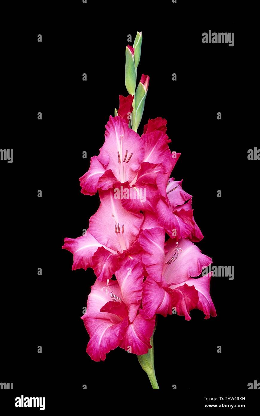 Un pic de fleur de Gladioli de Serafin aka Seraphin montrant des fleurs et des bourgeons de rupture sur un fond noir. Banque D'Images