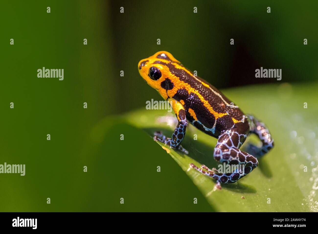 Mimic Poison Frog ou poison flèche grenouille sur une feuille Banque D'Images
