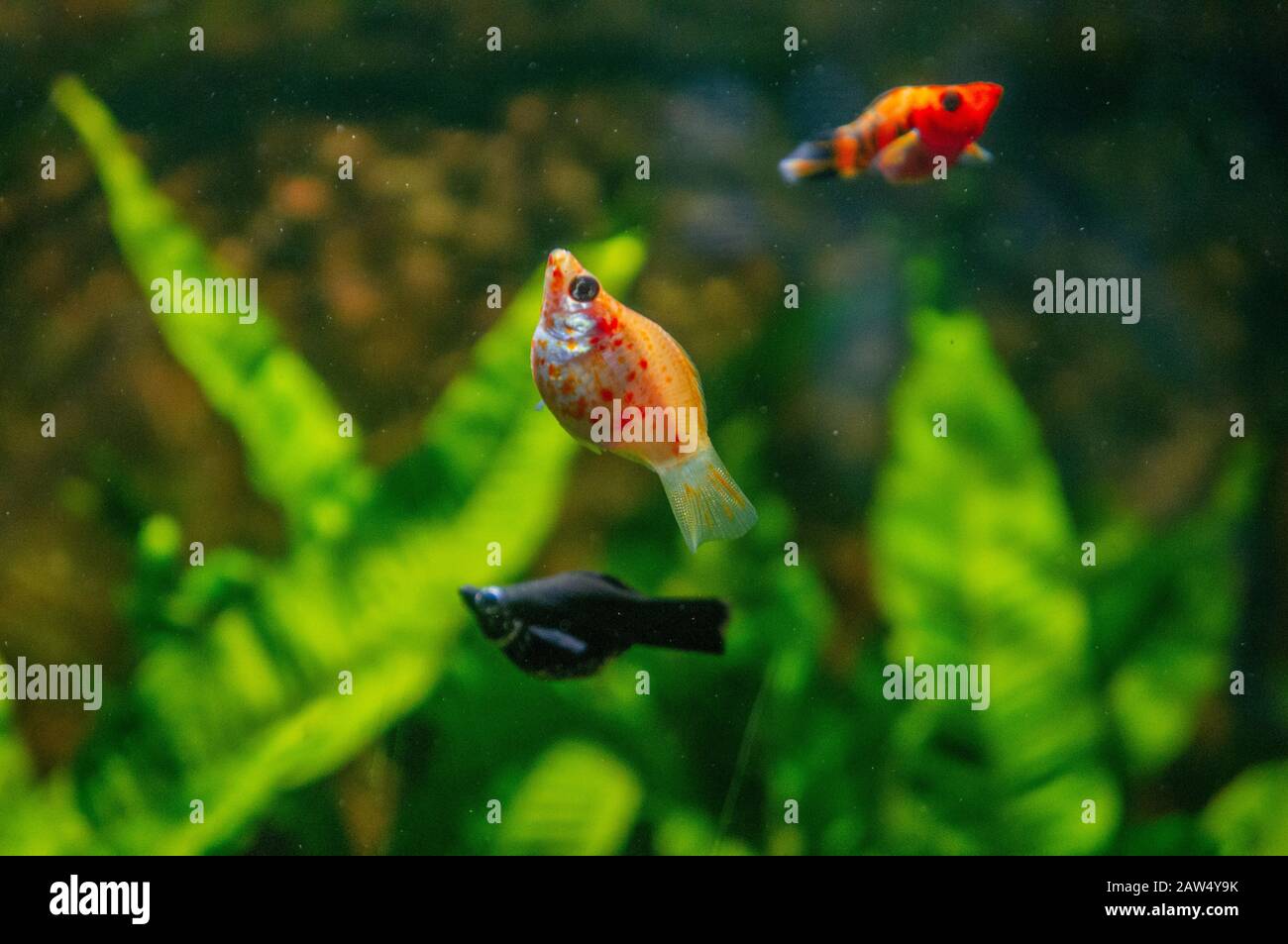 Poissons de barbes d'orange dans un aquarium tropical d'eau douce tourné en macro. Black Molly et Black Ruby Barn dans le fond flou avec des plantes vertes Banque D'Images