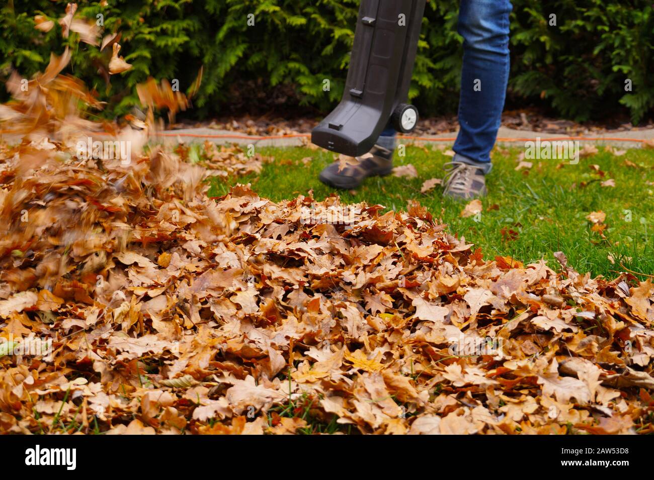 Travail d'automne dans le jardin. Nettoyage des feuilles à l'aide d'un ventilateur. Banque D'Images