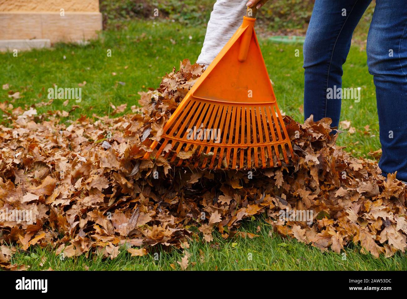 Travail d'automne dans le jardin. Nettoyage des feuilles avec un râteau. Banque D'Images