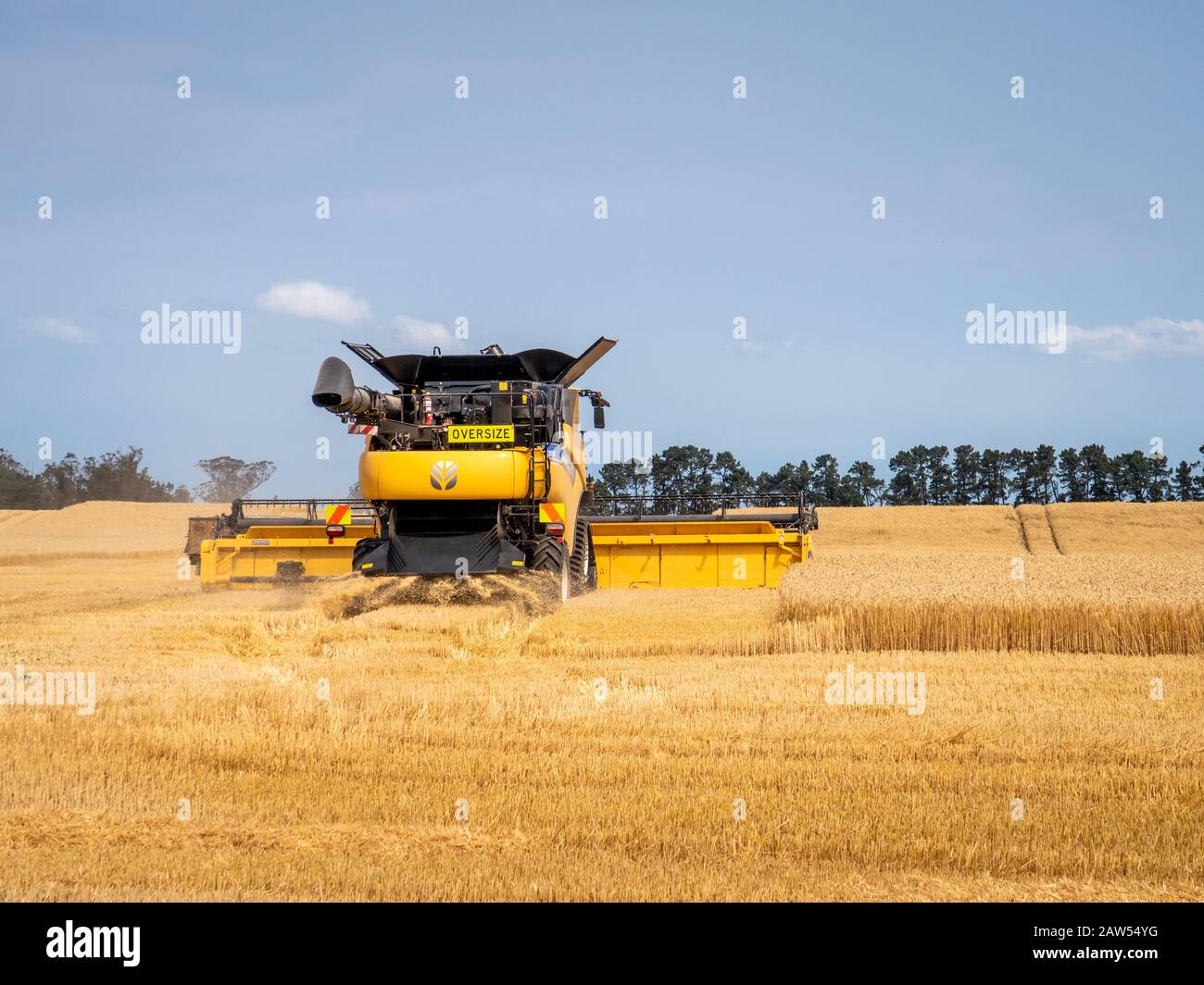 Canterbury, Nouvelle-Zélande, 2 février 2020: Une moissonneuse-batteuse New Holland qui travaille dans un champ d'orge en été Banque D'Images