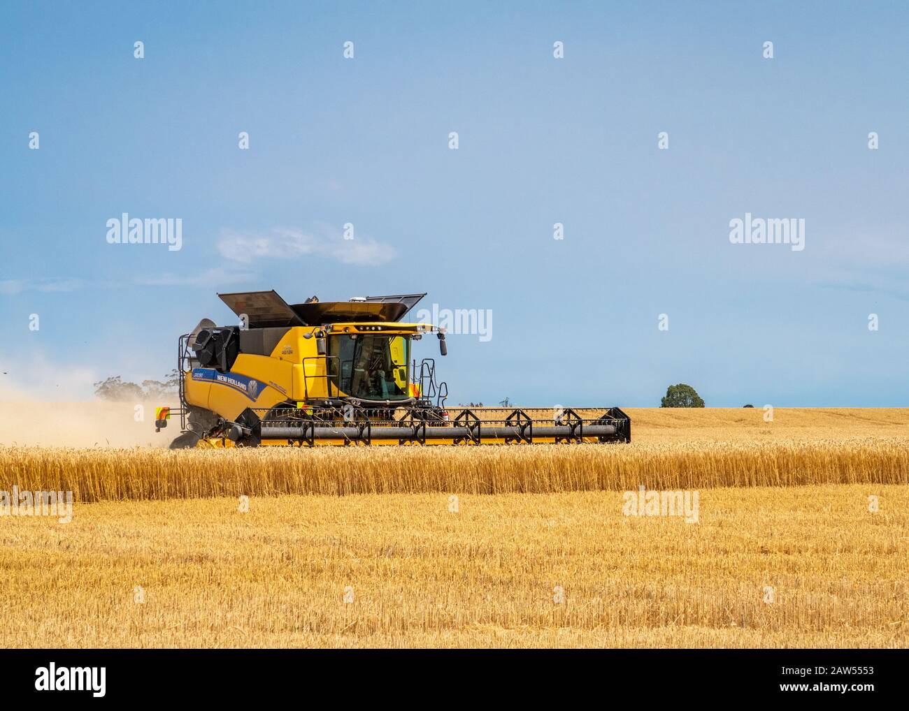 Canterbury, Nouvelle-Zélande, 2 février 2020: Une moissonneuse-batteuse New Holland qui travaille dans un champ d'orge en été Banque D'Images