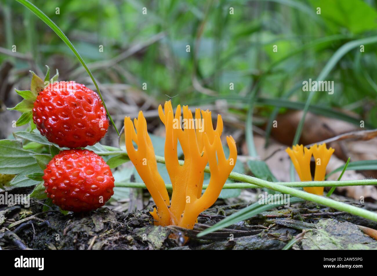 Champignons Stagshorn jaunes ou calocera viscosa dans l'habitat naturel, en compagnie de fraises mûres et sauvages Banque D'Images