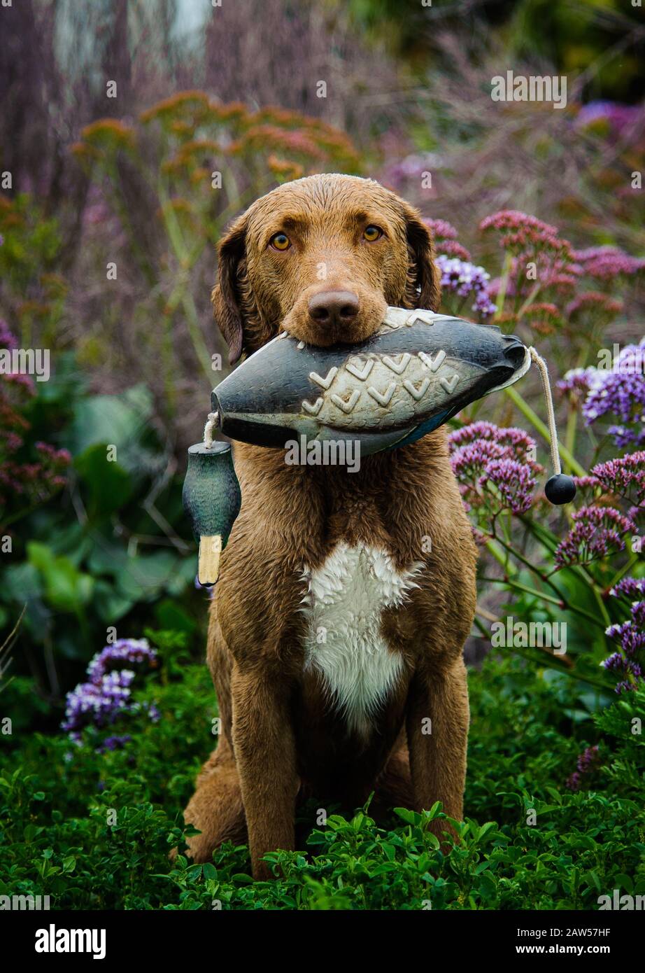 Chesapeake Bay Retriever Banque D'Images