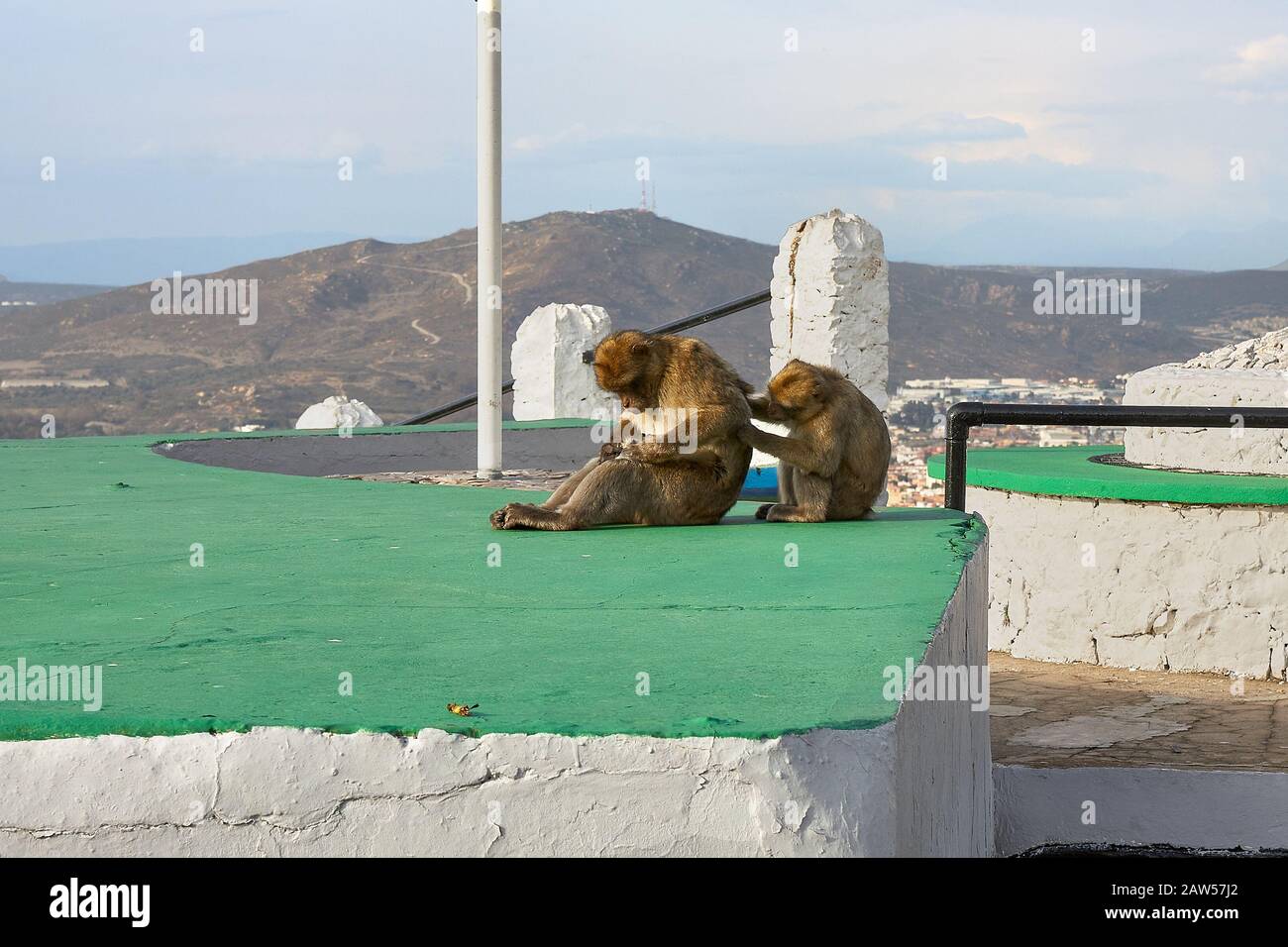 Toilettage de macaques, Gibraltar, Royaume-Uni Banque D'Images
