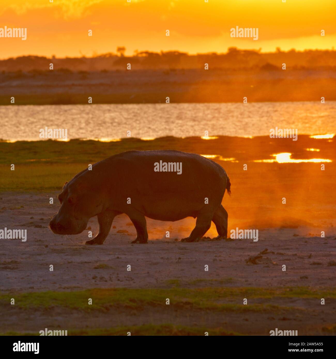 Un hippopotame (Hippopotamus amphibius) fait monter le sable tandis que le soleil couchant fait tourner le ciel et le paysage, aux couleurs rouge, orange et jaune. Banque D'Images