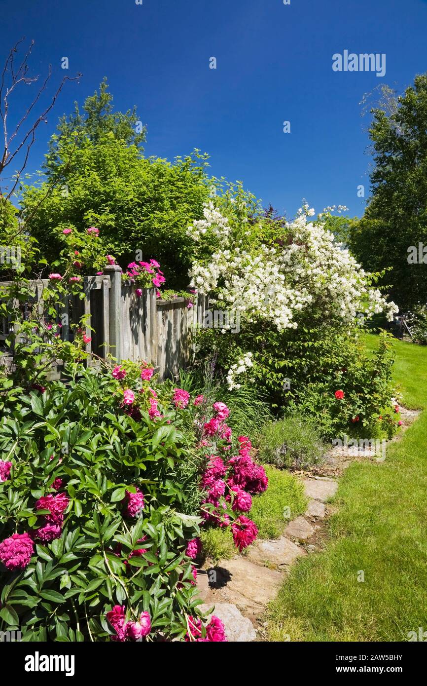 Pink Paeonia - pivoine, pétunia x hybrida ‘Violet Wave’ fleurs avec arbuste à fleurs blanches bordées par une vieille clôture en bois dans le jardin d'arrière-cour Banque D'Images