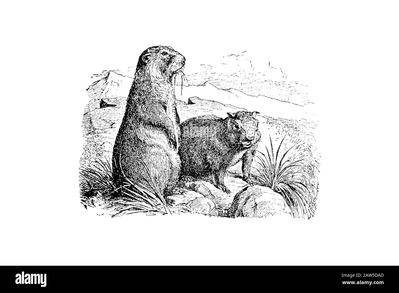 Marmots - Illustration 1889 Gravée D'Époque Banque D'Images