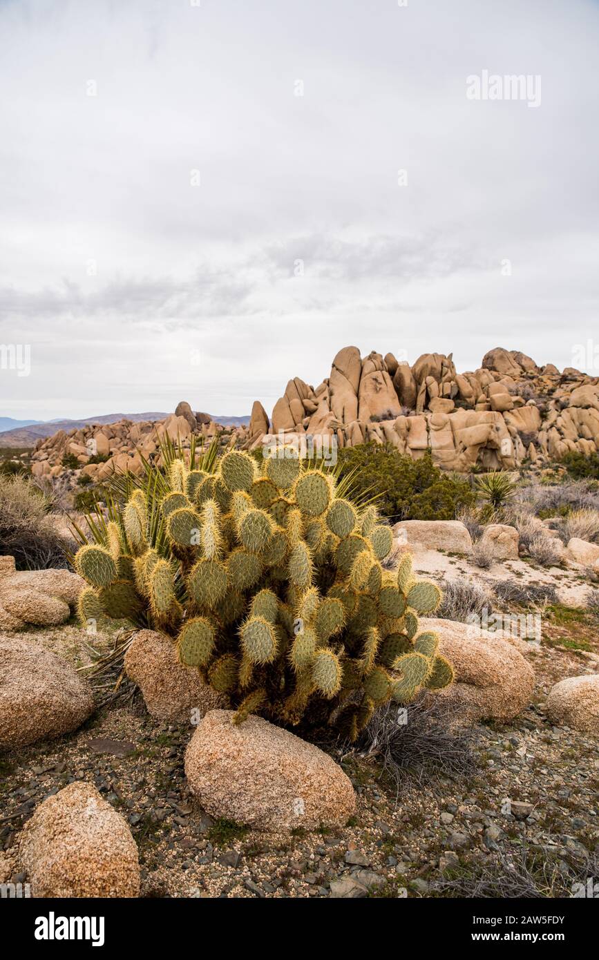 Cactus isolés prenant la lumière du soleil par de grandes pierres dans le désert sous ciel gris Banque D'Images