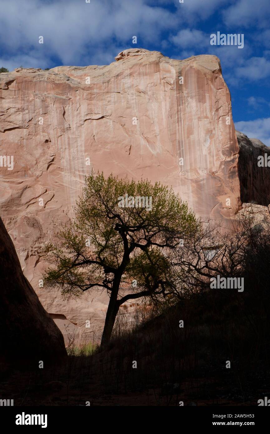 Arbre en bois de coton sous le mur distinctif de Halls Creek Narrows. Banque D'Images