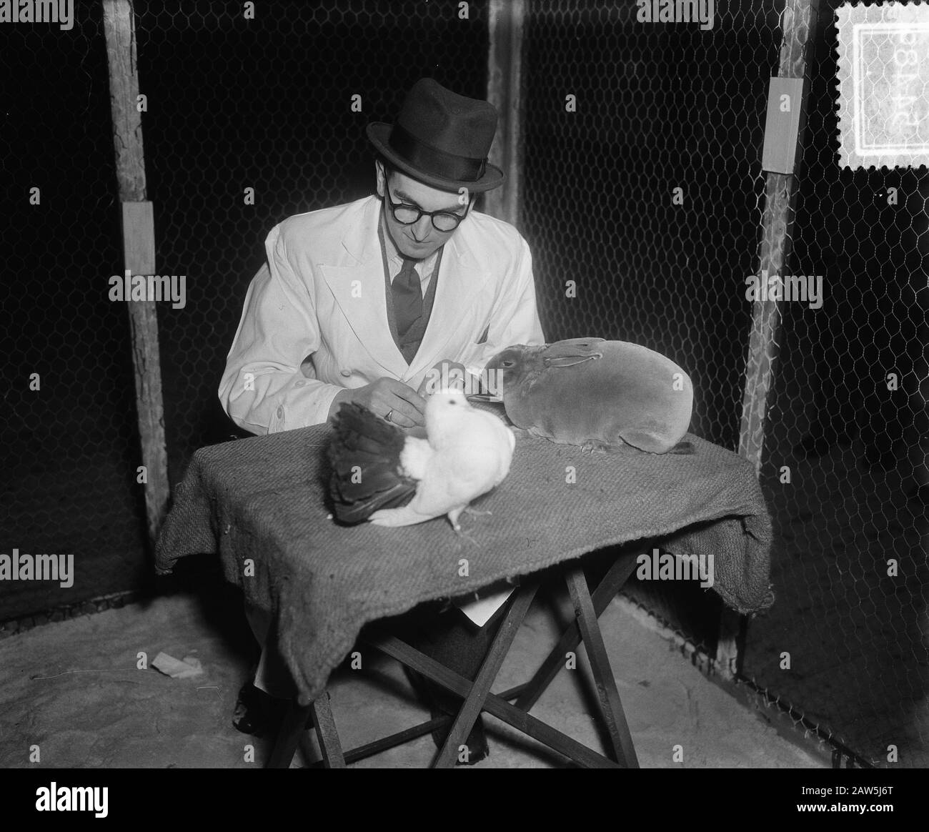 Exposition De Volaille Ornis. Pigeons d'inspection RAI Date : 11 décembre 1952 mots clés : colombes, inspections, expositions de volaille Nom de l'établissement : RAI Banque D'Images