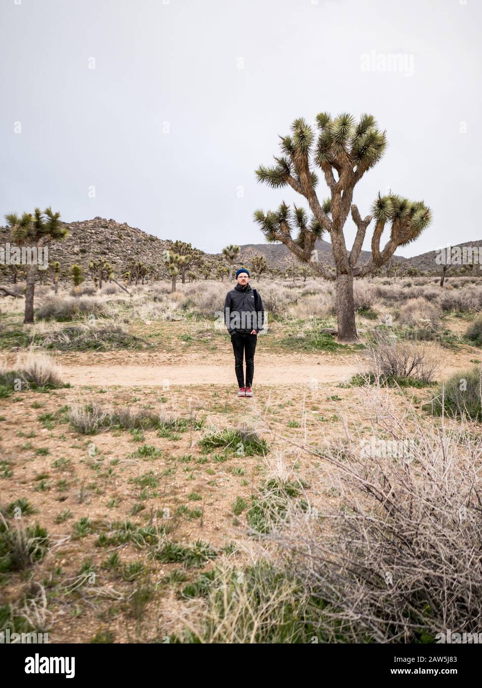 Jeune homme à côté d'un grand arbre de Joshua dans le désert par chemin Banque D'Images