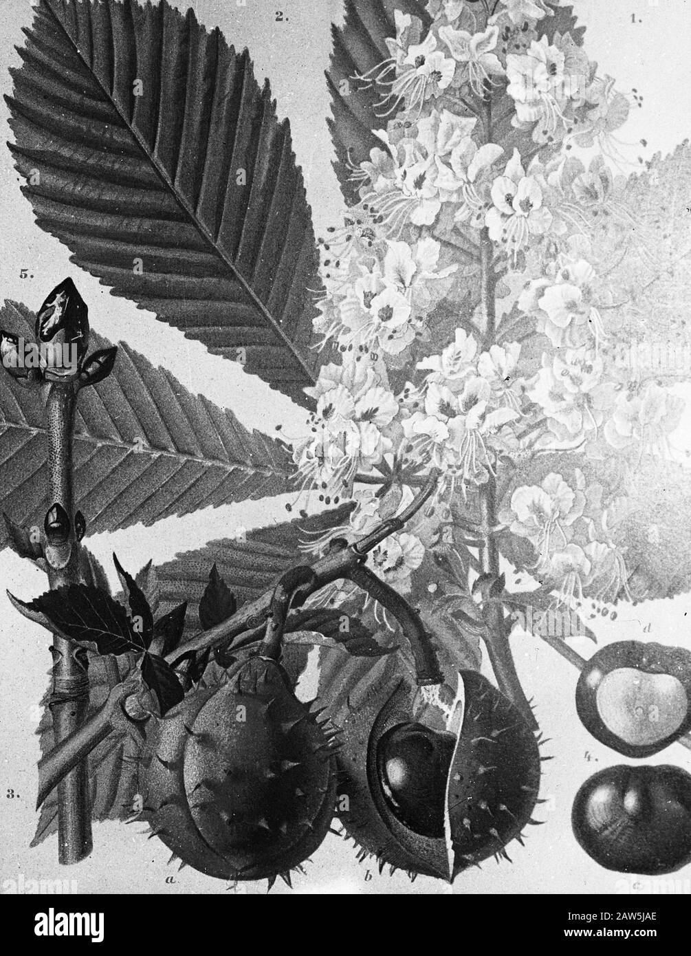 Feuillus, arbres, forêts, avenues, botanique, Aesculus hippocastanum (châtaignier) Date: Non daté mots-clés: Arbres, forêts, botanique, avenues, feuillus Nom: Aesculus hippocastanum (châtaigne de cheval) Banque D'Images