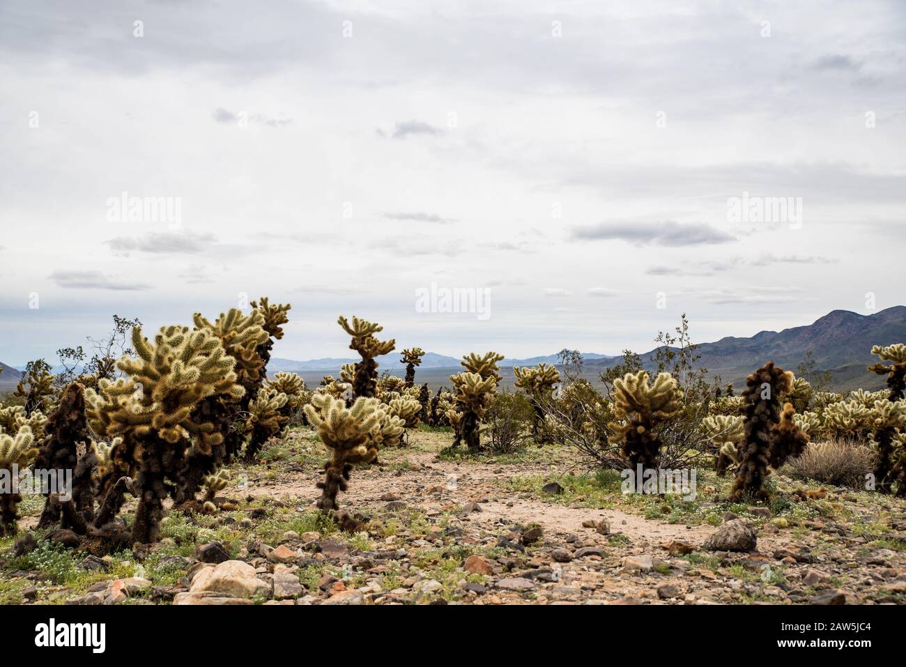 Sentier bordé de cactus de la corolle sous ciel gris dans le paysage désertique Banque D'Images
