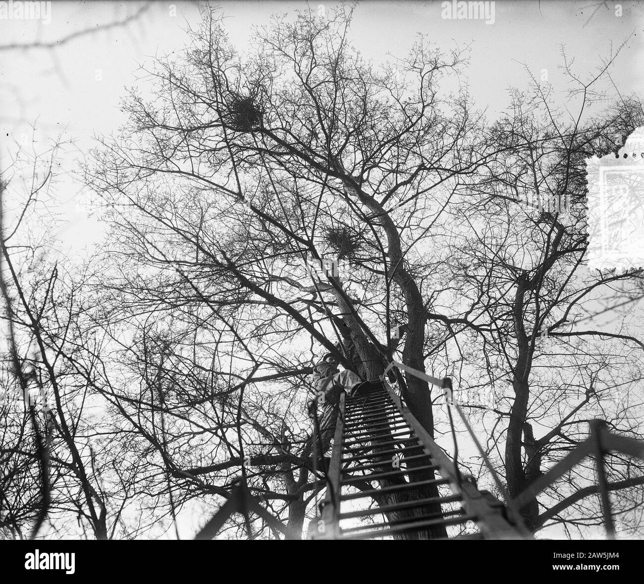 Nids d'héron Parc de plantation Schiedam Date : 3 mars 1953 lieu : Schiedam mots clés : arbres, nids d'oiseaux Banque D'Images