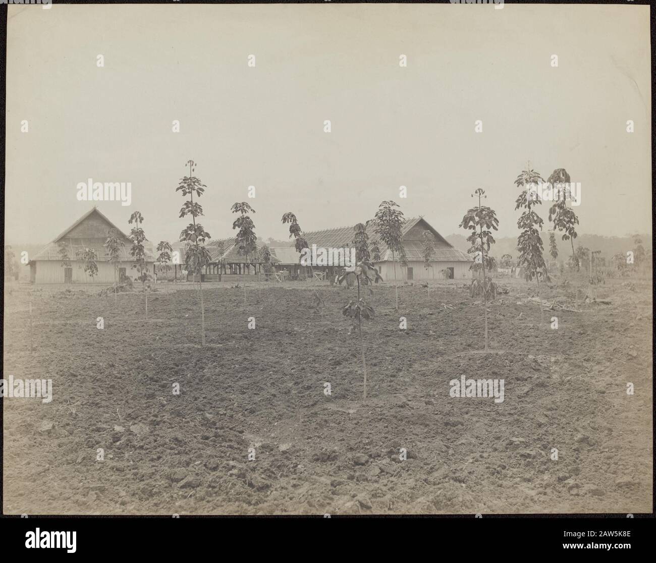 Plantation de caoutchouc Balang Seragam in Deli Koelioodsen la plantation de caoutchouc Balang Seragam in Deli (East Sumatra) Date : 1880 lieu : Deli, Indonésie, Dutch East Indies, Sumatra mots clés : plantations de caoutchouc Banque D'Images