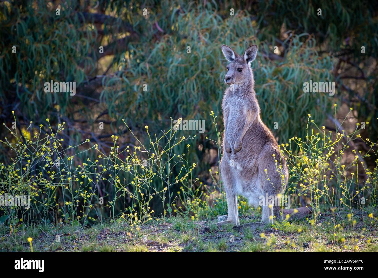 Kangourou gris oriental se nourrissant dans la brousse, dans l'Outback, en Australie. Banque D'Images