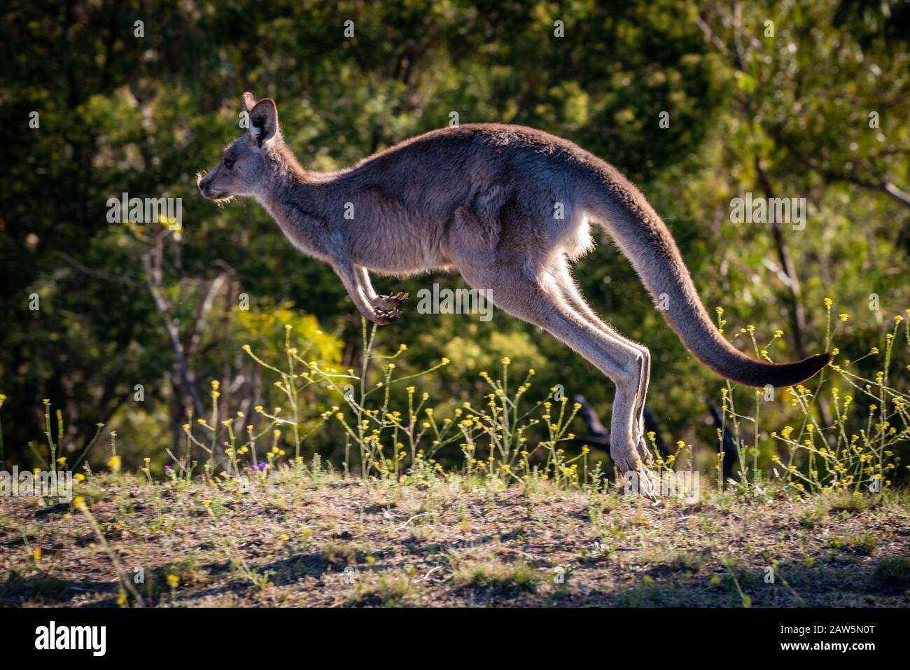 Kangourou gris oriental se nourrissant dans la brousse, dans l'Outback, en Australie. Banque D'Images