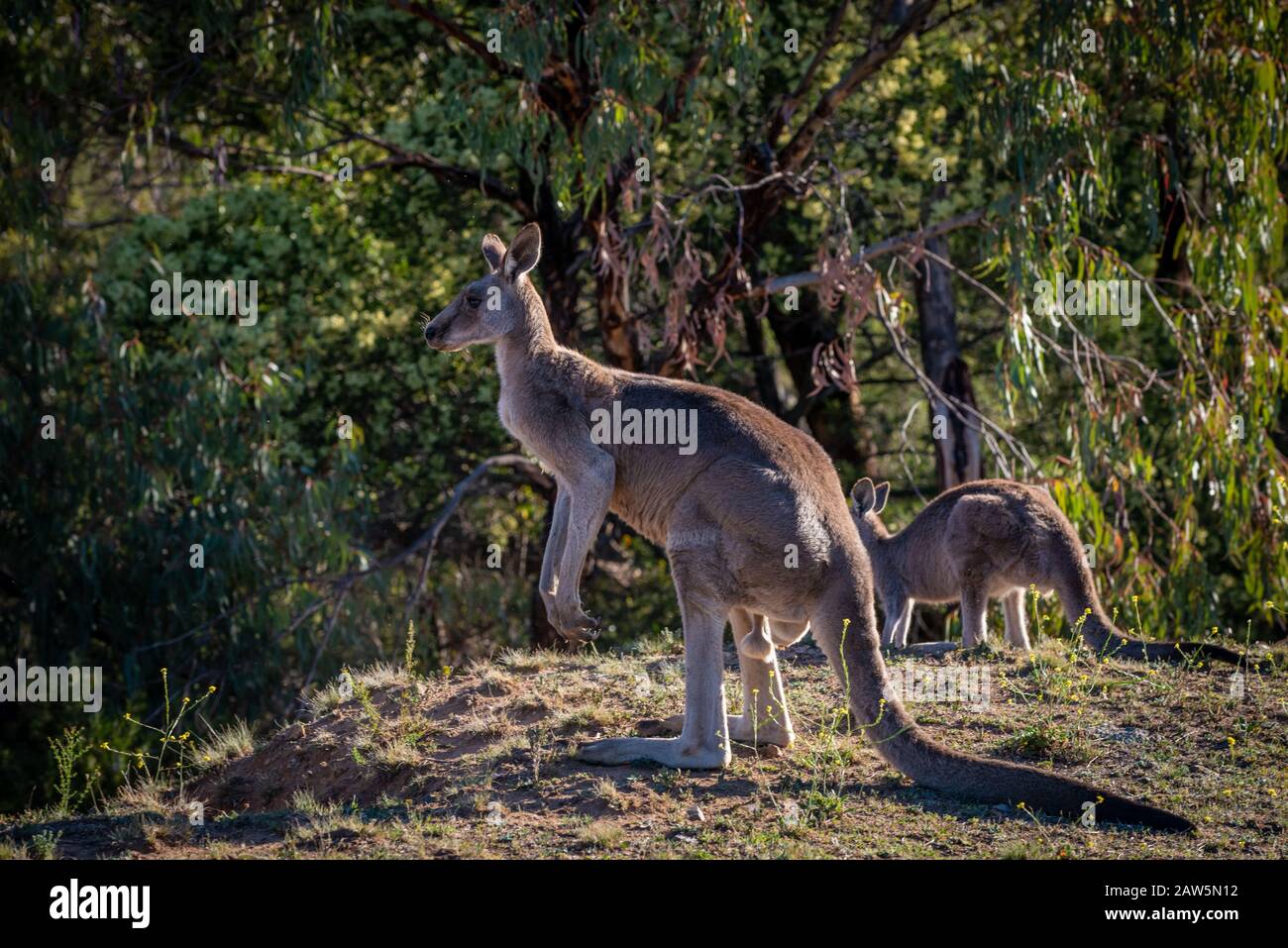 Kangourou gris oriental se nourrissant dans la brousse, dans l'Outback, en Australie. Banque D'Images
