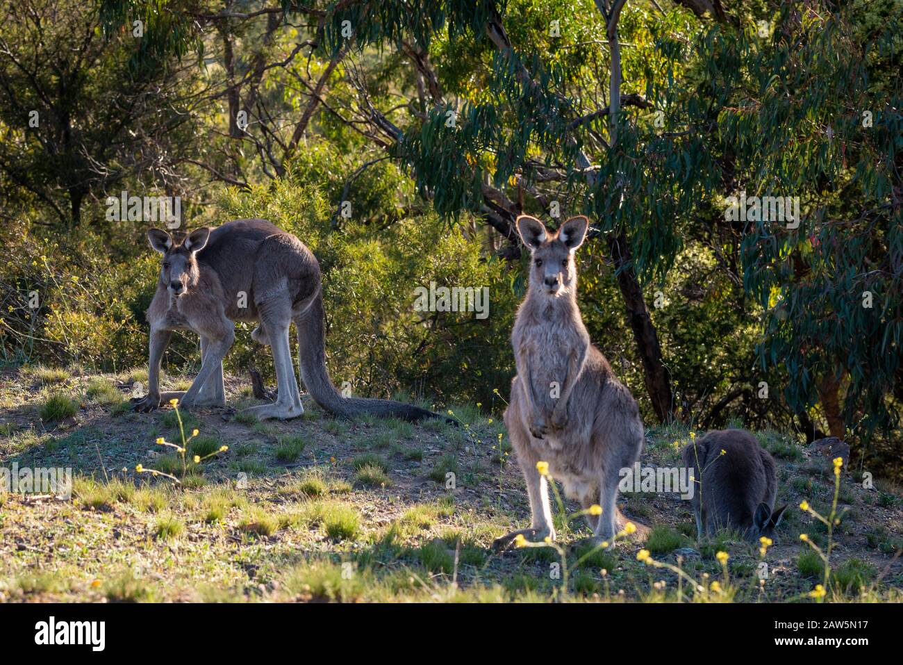 Kangourou gris oriental se nourrissant dans la brousse, dans l'Outback, en Australie. Banque D'Images