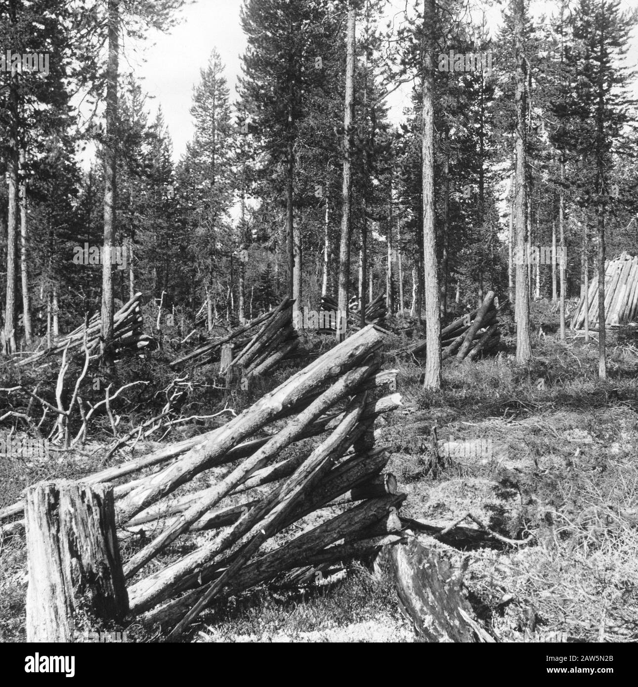 Charbon Date: Non daté lieu: Laponie mots clés: Foresterie, charbon, écorce, extraction de sous-produits Banque D'Images