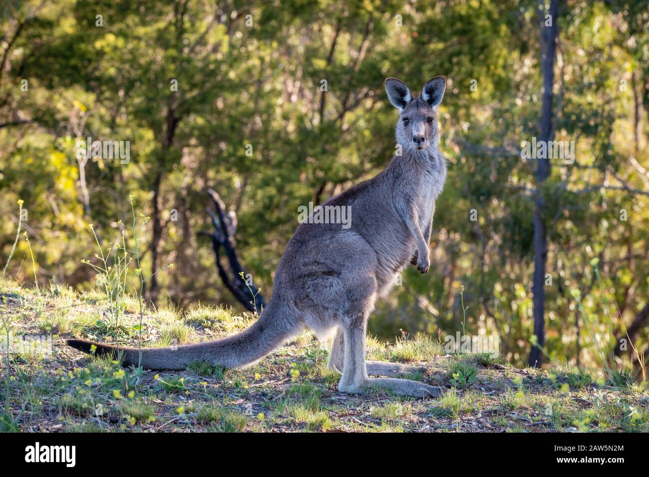 Kangourou gris oriental se nourrissant dans la brousse, dans l'Outback, en Australie. Banque D'Images