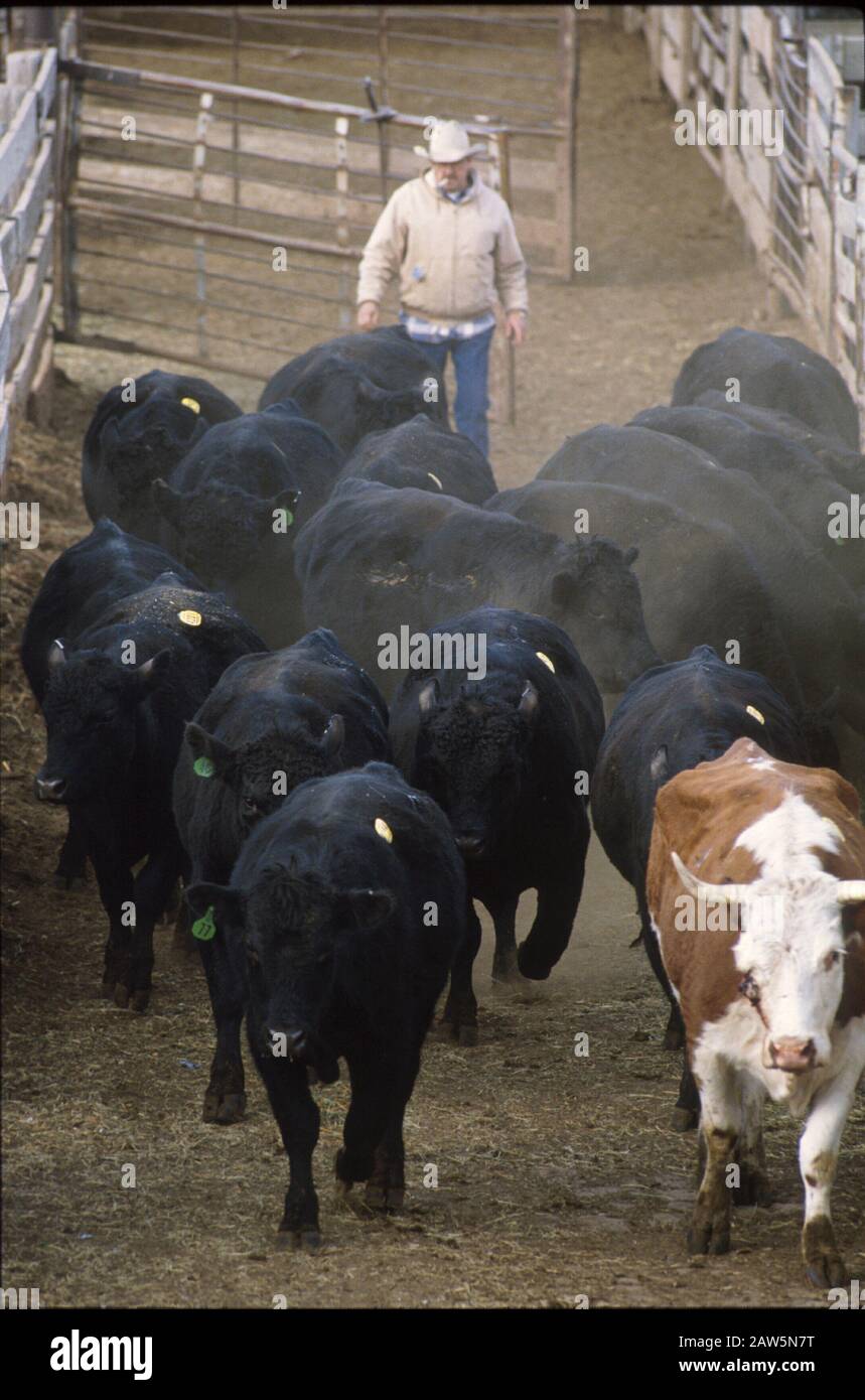 Amarillo, Texas : Stockyards au Texas Panhandle vend 300,000 têtes de bétail par an. ©Bob Daemmrich Banque D'Images