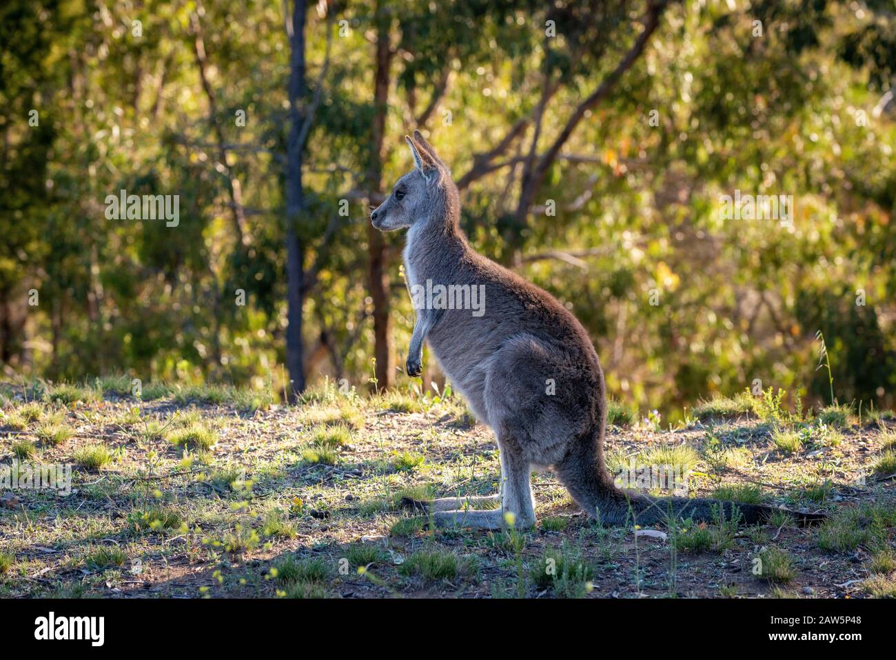 Kangourou gris oriental se nourrissant dans la brousse, dans l'Outback, en Australie. Banque D'Images