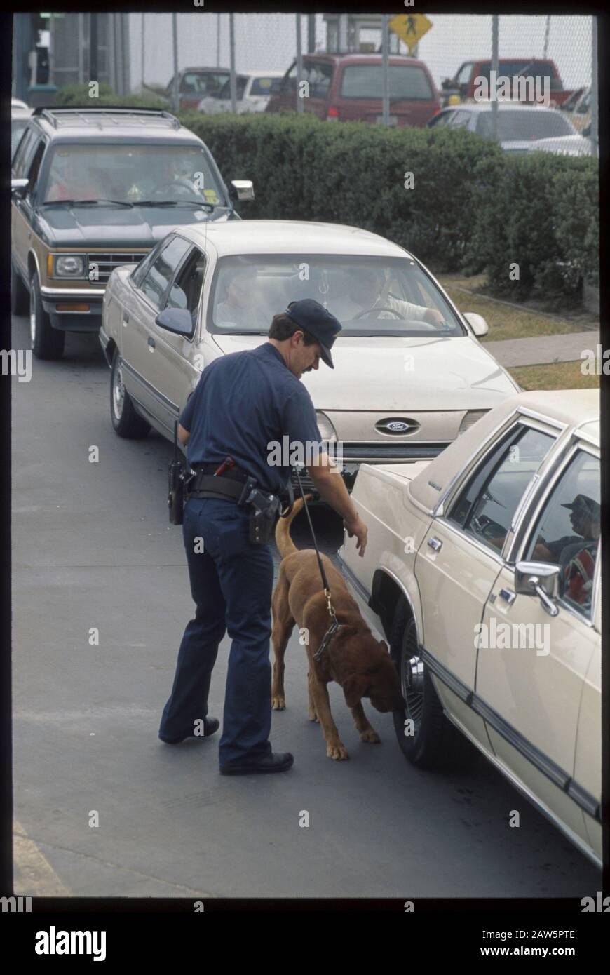 L'agent des douanes des États-Unis et son chien qui brège des drogues cherchent des voitures de recherche pour des drogues, des étrangers illégaux ou de la contrebande alors qu'ils entrent aux États-Unis du Mexique à la station de passage frontalier de Brownsville, Texas. Banque D'Images