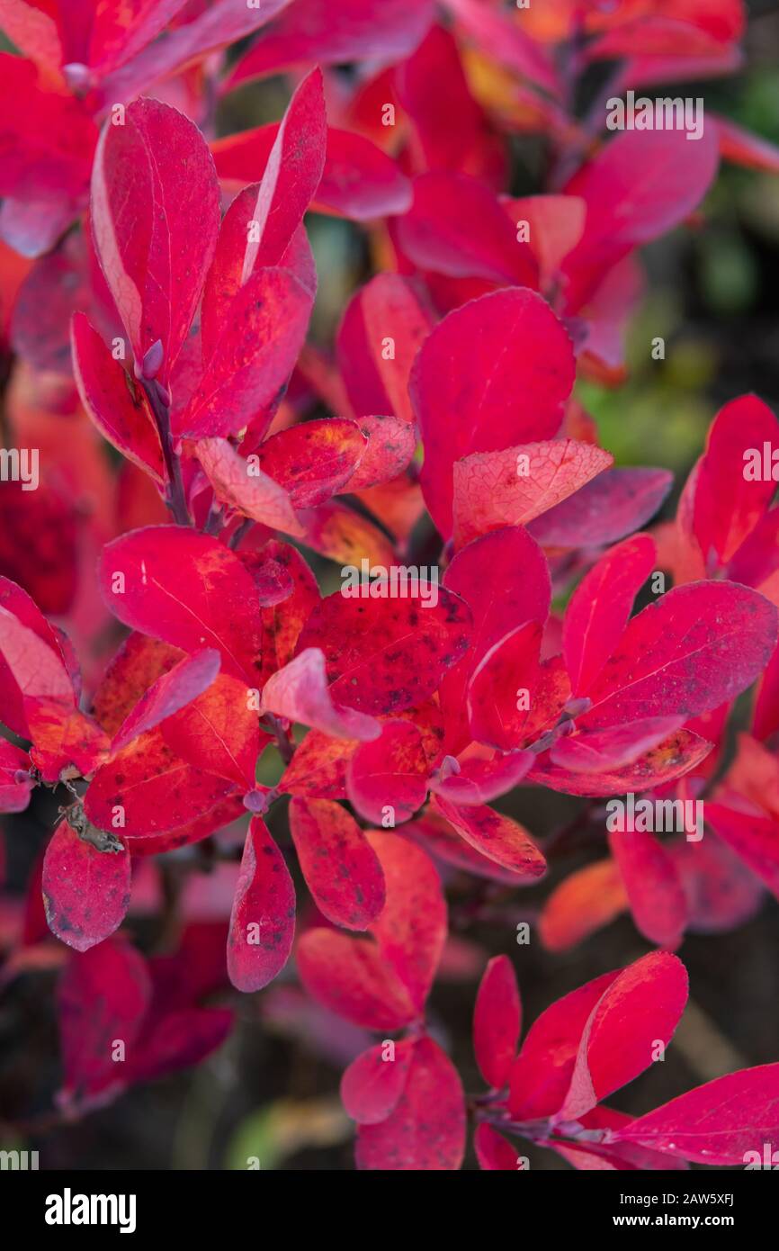 Gros plan sur Les Feuilles de mûrier rouge en automne Banque D'Images