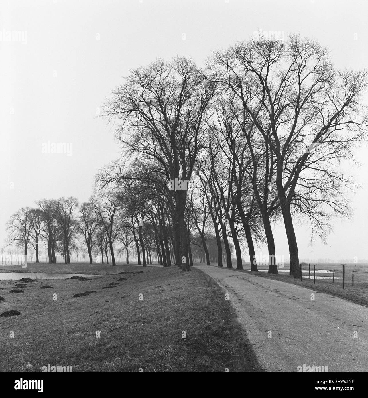 Arbres à feuilles caduques, ormes, Kamper Nieuwstad Date: 1968 lieu: Kamper Nieuwstad, Noordeinde mots clés: Personne à feuilles caduques Nom: Elm Banque D'Images