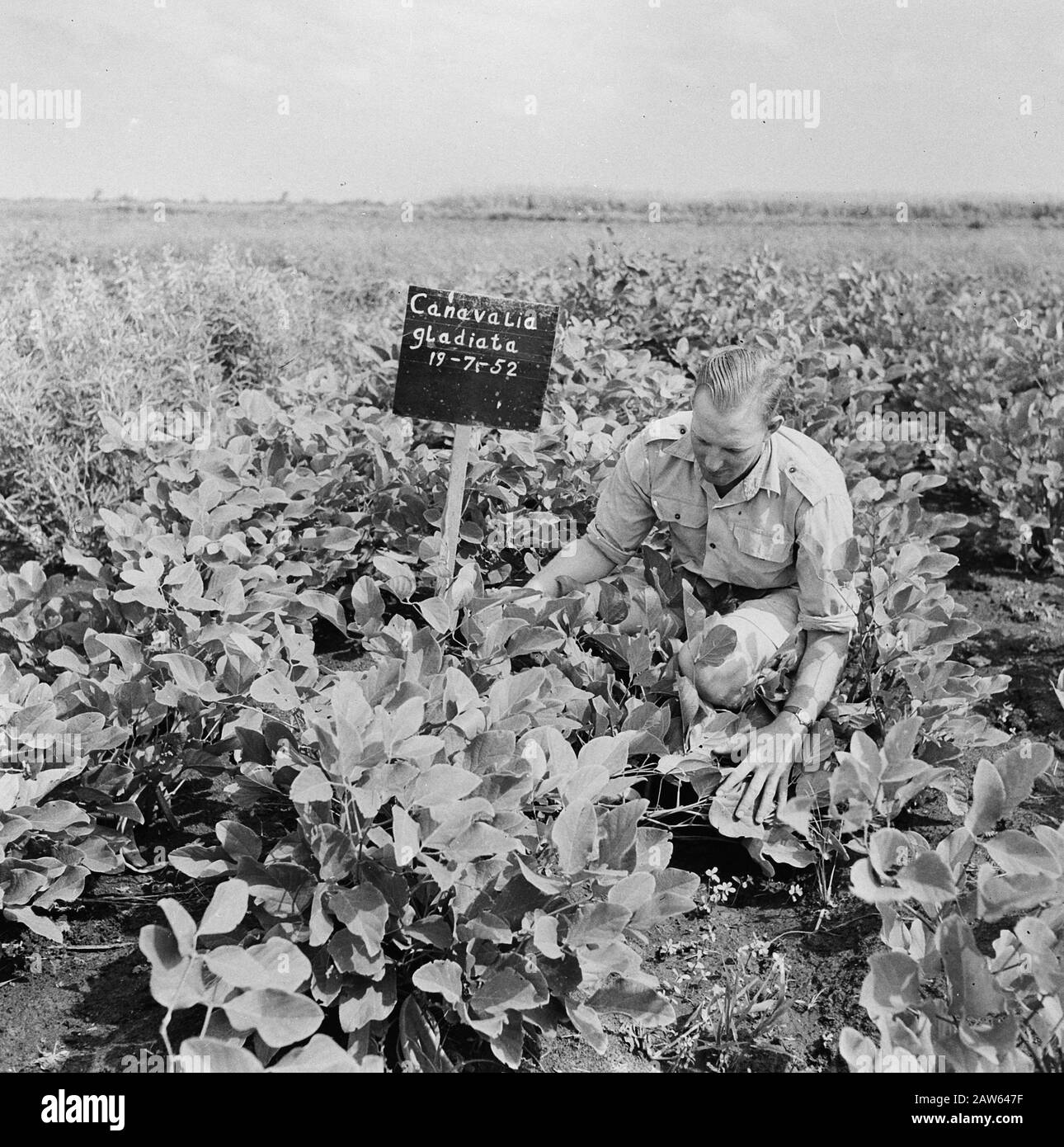 Plantes, hommes Date: Non daté mots clés: Hommes, plantes Banque D'Images