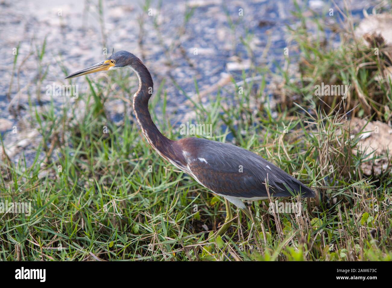 Tricolore Heron chasse le long du bord d'une lough. Banque D'Images