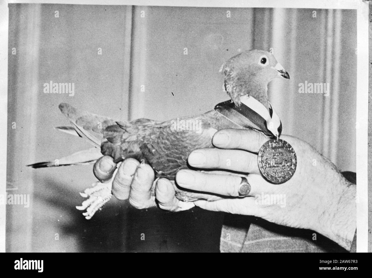 Pigeon À Domicile Date : 6 Décembre 1945 Banque D'Images Pigeon À Domicile Date : 6 Décembre 1945 Banque D'Images