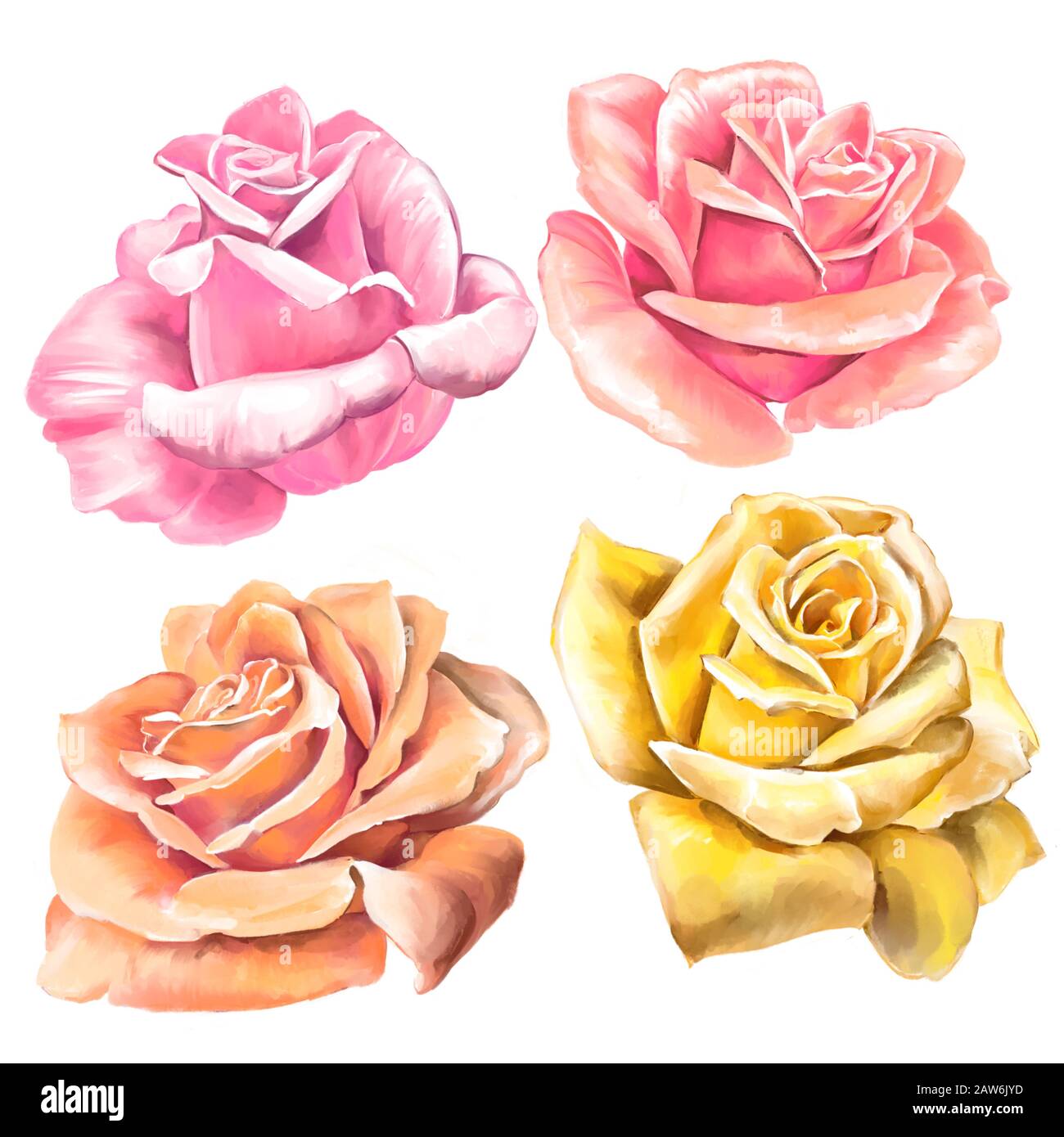 ensemble de roses fleuries avec illustration d'art peinte avec des aquarelles isolées sur fond blanc. Banque D'Images