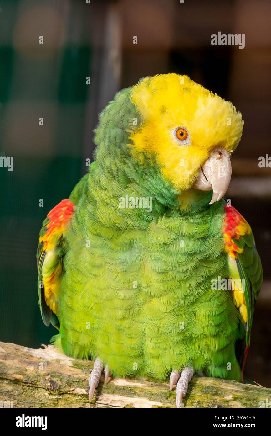 Double perroquet d'Amazonie à tête jaune assis sur la perchaude en aviaire avec la tête tournée sur le côté. Beau plombier. Oiseau rare. Banque D'Images