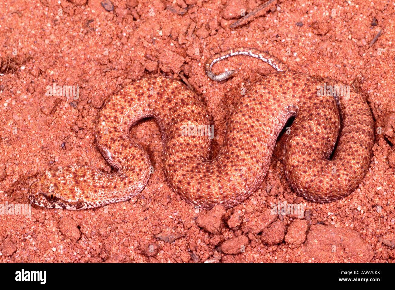 Adder Mort Désert Banque D'Images
