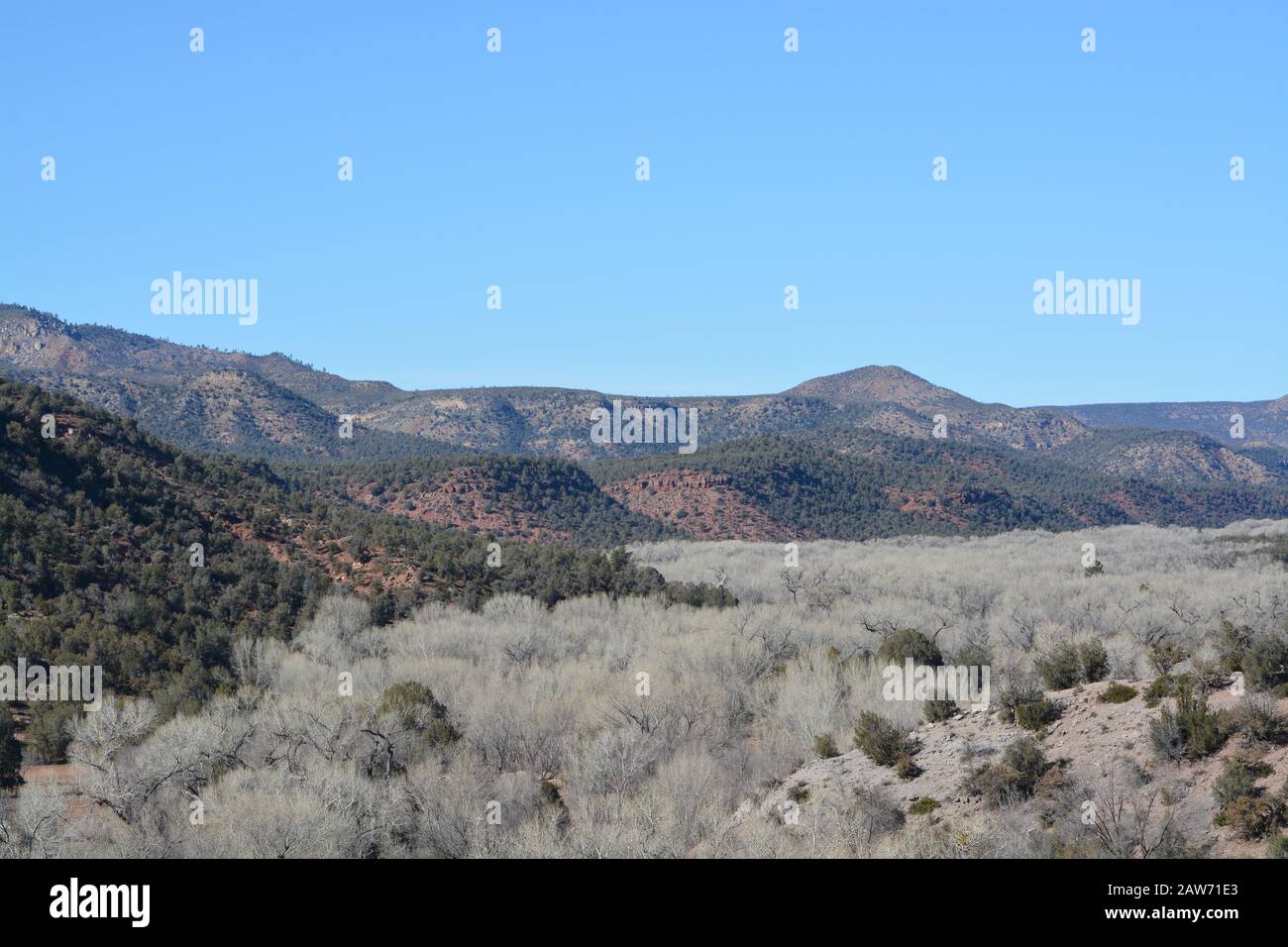 Belle vue d'hiver des Arbres et de la vallée de Cottonwood à Carrizo dans le canyon de Salt River, le comté de Gila, Apache Indian Reservation, l'est de l'Arizona Banque D'Images