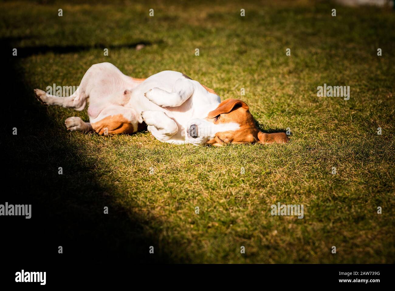 Le beagle se fauche et roule sur l'herbe. Le chien a du temps de relaxation allongé sur l'herbe verte au soleil. Banque D'Images