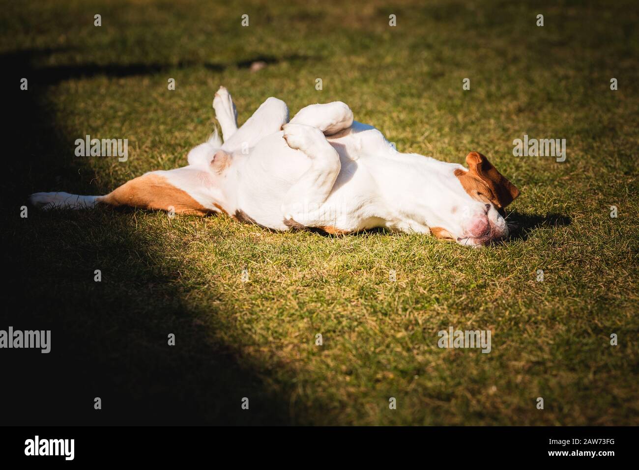 Le beagle se fauche et roule sur l'herbe. Le chien a du temps de relaxation allongé sur l'herbe verte au soleil. Banque D'Images