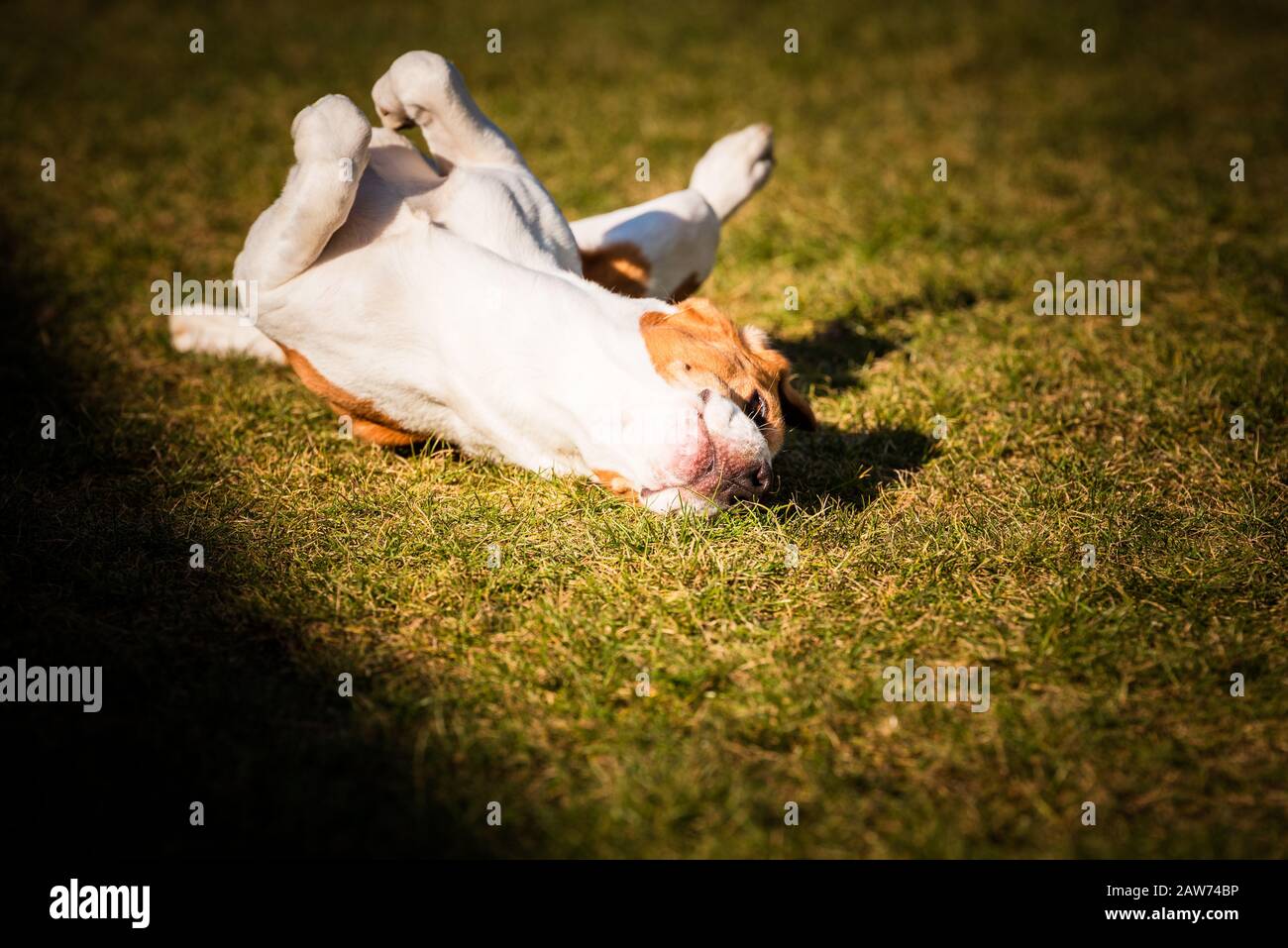 Le beagle se fauche et roule sur l'herbe. Le chien a du temps de relaxation allongé sur l'herbe verte au soleil. Banque D'Images