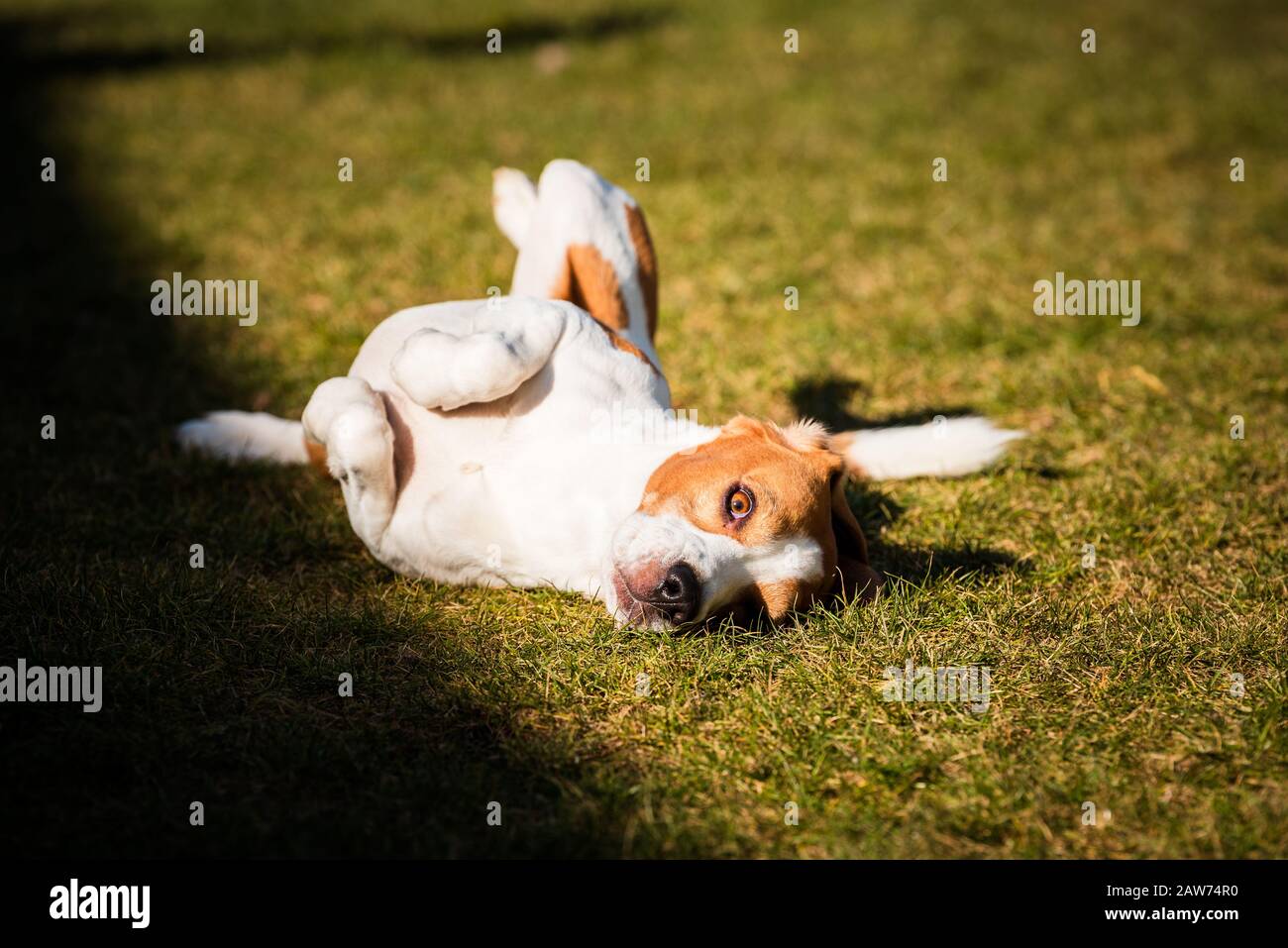 Le beagle se fauche et roule sur l'herbe. Le chien a du temps de relaxation allongé sur l'herbe verte au soleil. Banque D'Images