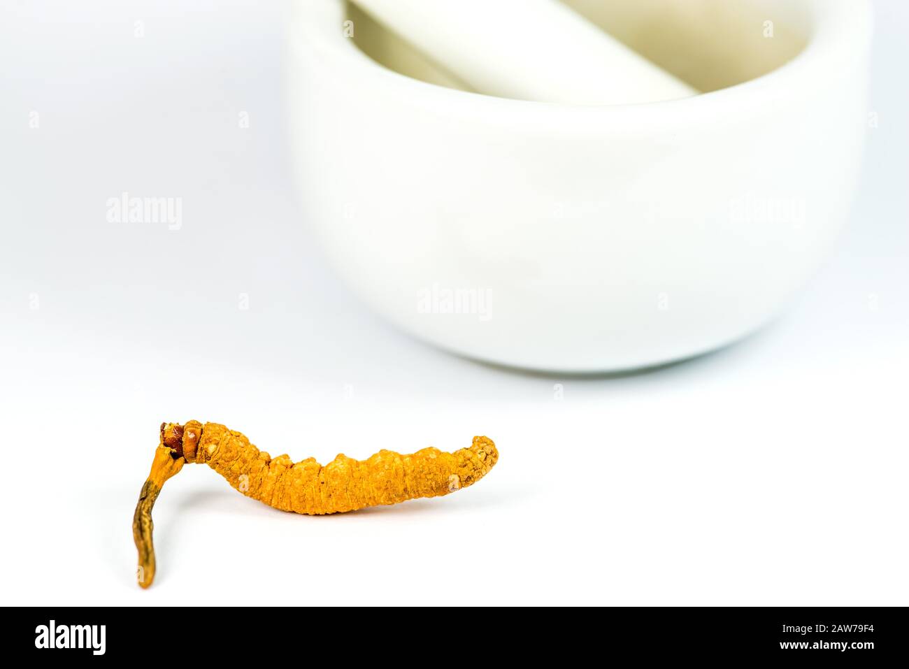 Champignon Caterpillar, médecine de la médecine chinoise traditionnelle Banque D'Images