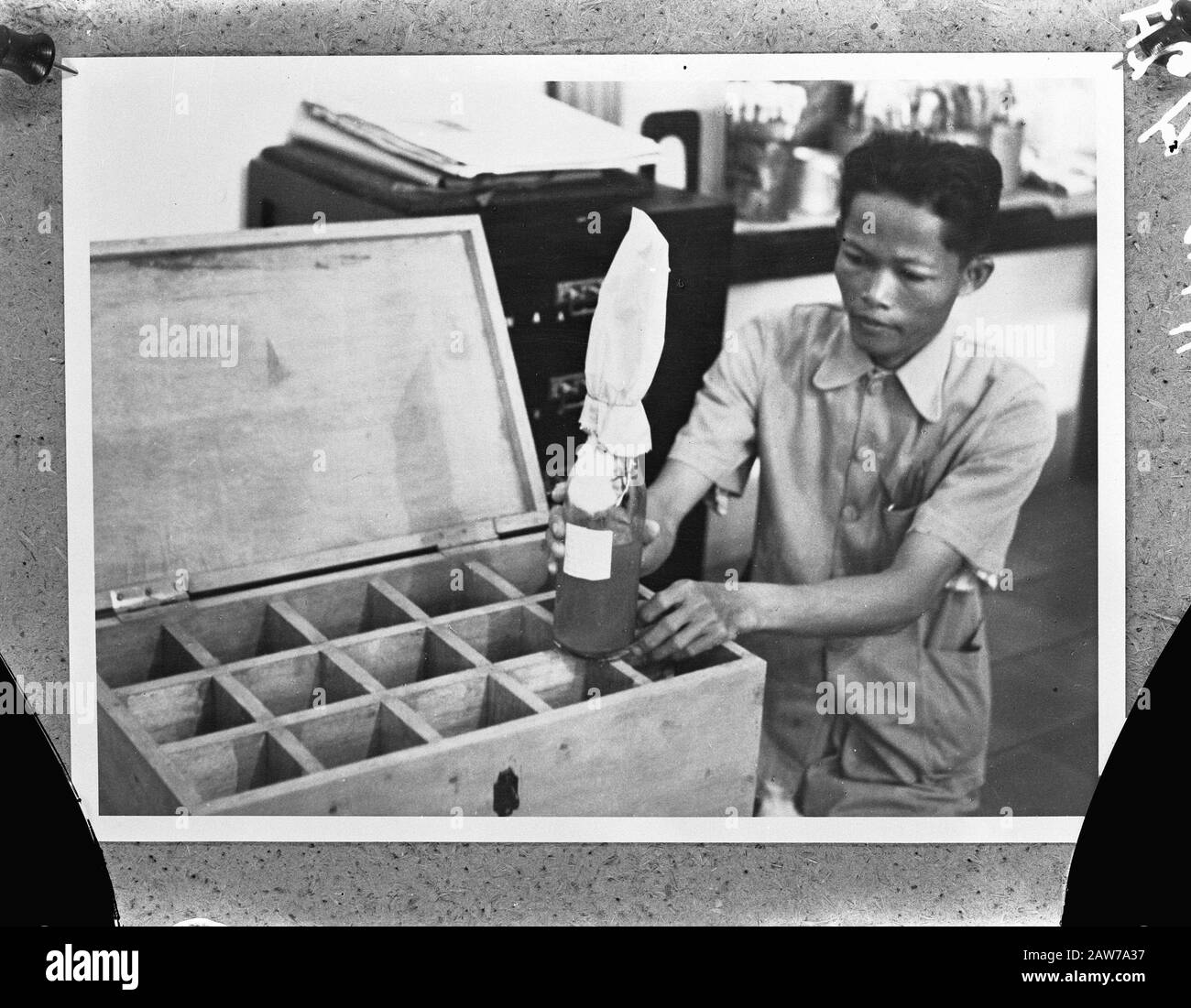 M.S. Orange Pays-Bas Steamship Company a travaillé comme navire hospitalier dans la marine australienne. Emballage soigneux plasma de sang Date: 1940-1945 lieu: Indonésie Hollandais East Indies mots clés: Hôpitaux navires, marine, passagers navires, la seconde Guerre mondiale Banque D'Images