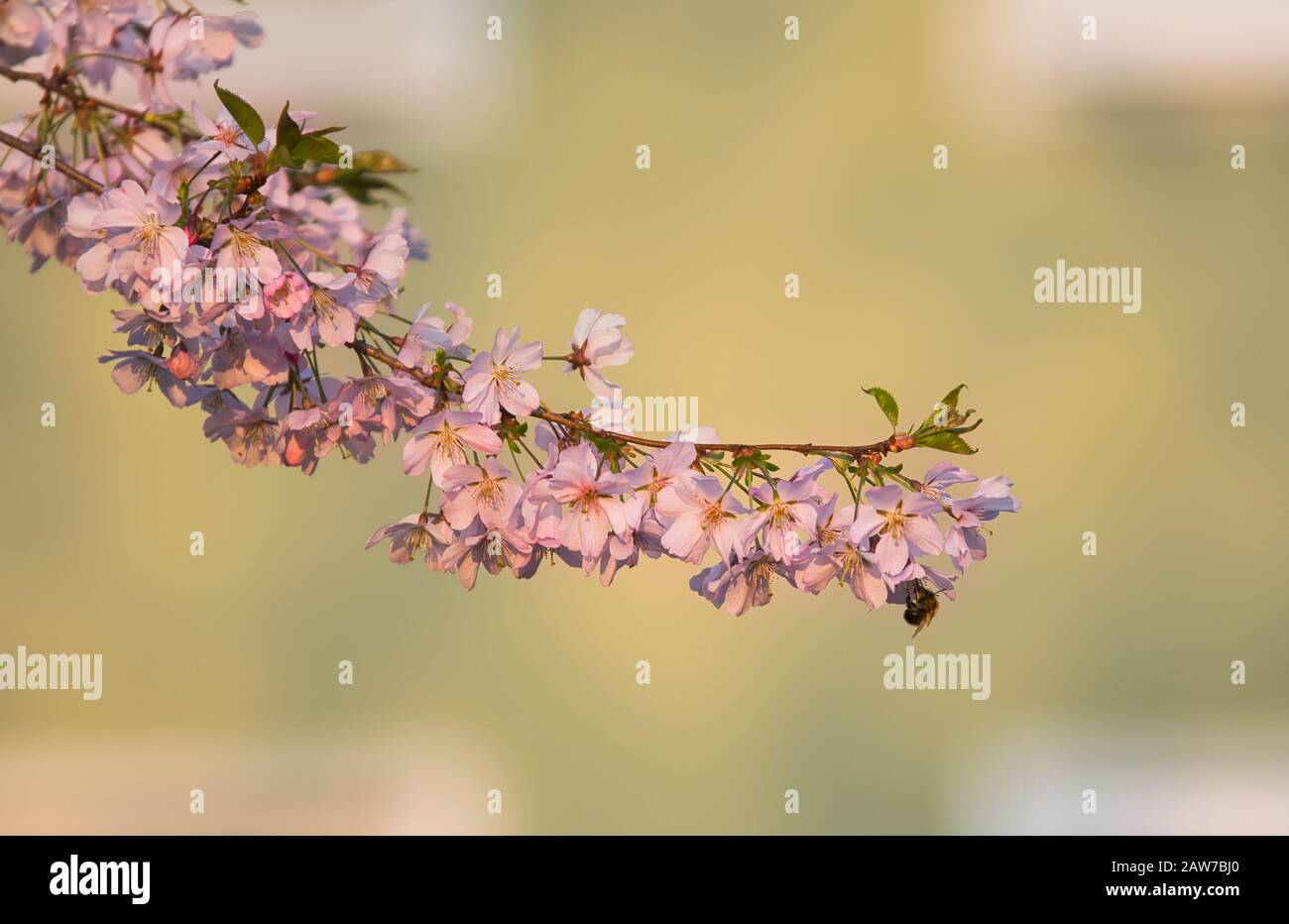 Cerisier rose gros plan Banque D'Images