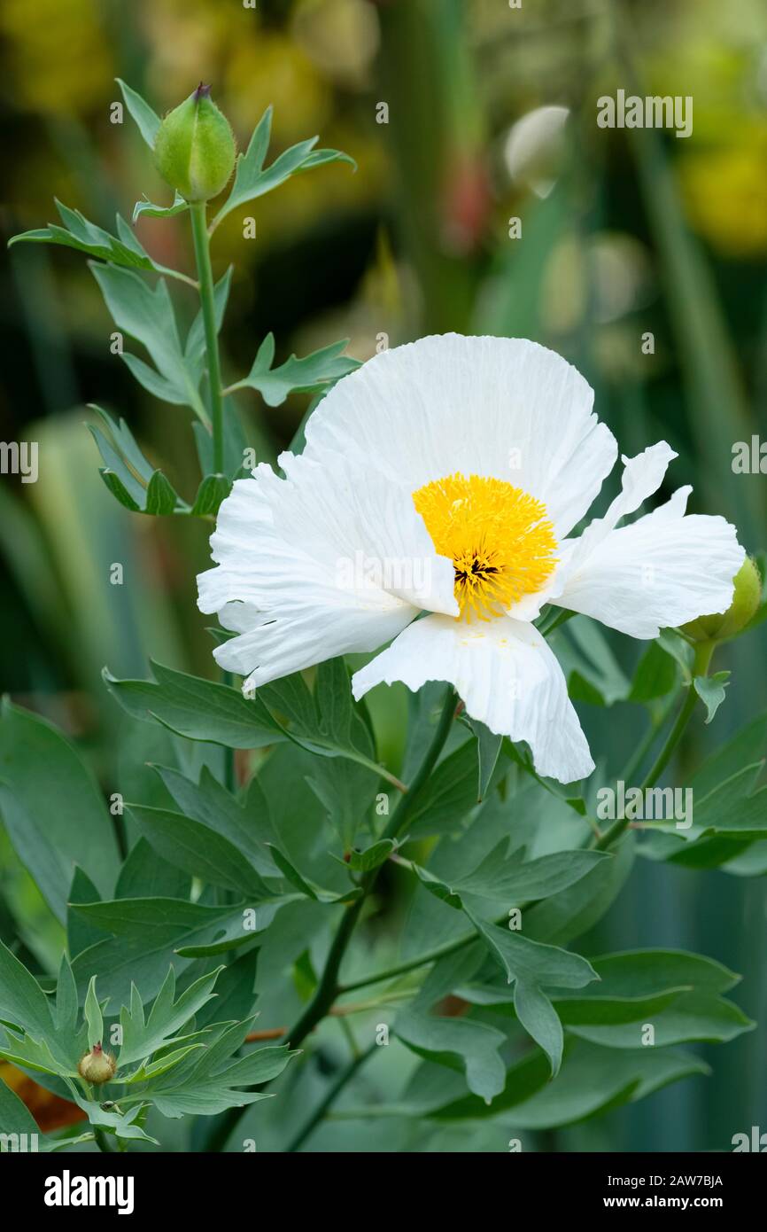 Grandes ailes blanches à une seule pivoine, paeonia lactiflora 'White Wings' Banque D'Images
