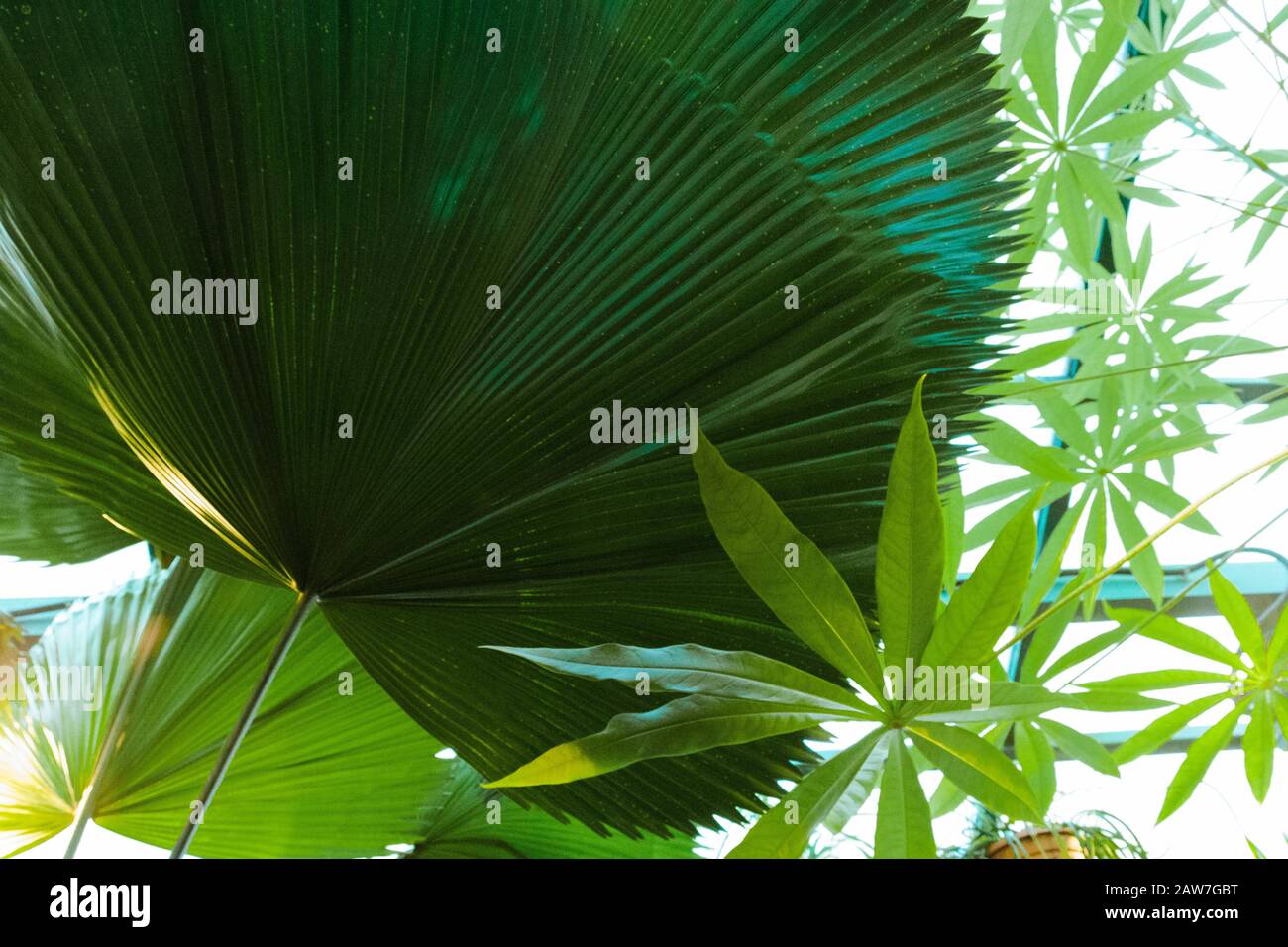 Le palmier tropical laisse un fond vert foncé, des plantes cultivées dans le jardin botanique. Banque D'Images