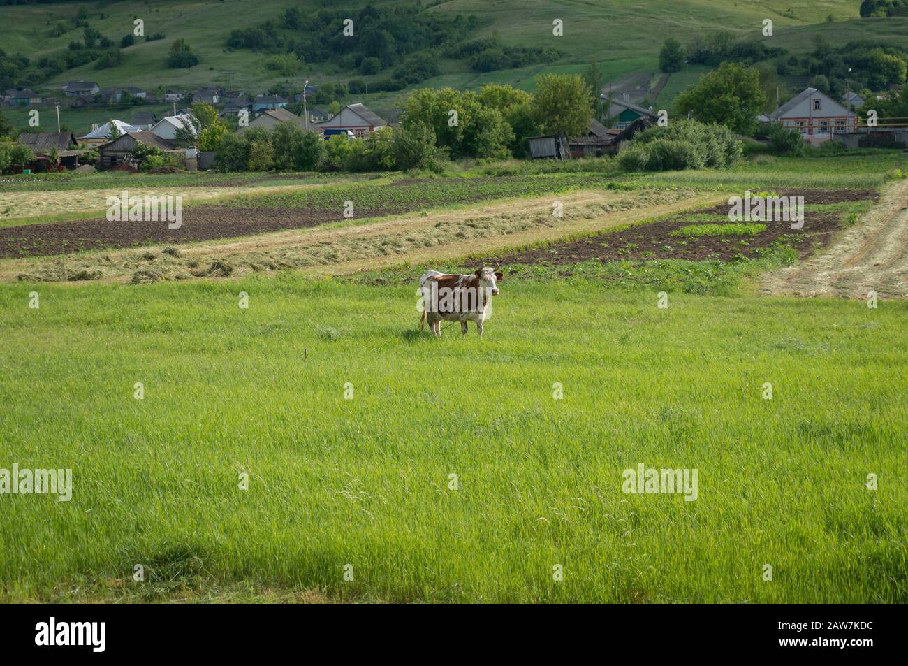 Vache à lait cornée sur pâturage vert avec village sur le fond. Scène pastorale rurale d'été Banque D'Images