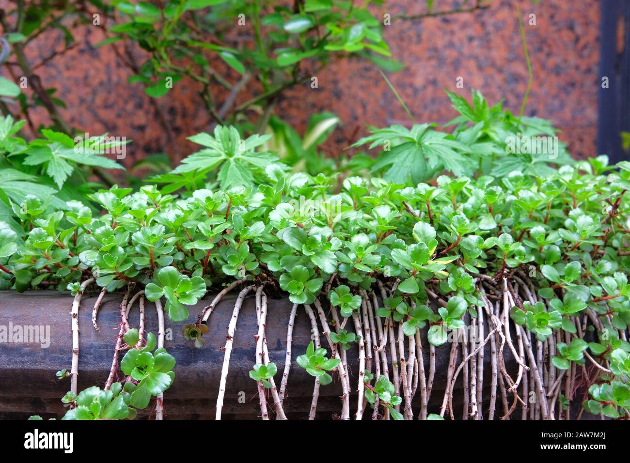 Plantes vertes douces en pot dans le patio du jardin, à proximité. Aménagement paysager et plantation dans la décoration extérieure. Banque D'Images